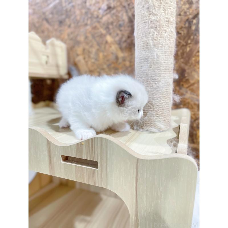 販売中の東京都のラグドール-138190の7枚目