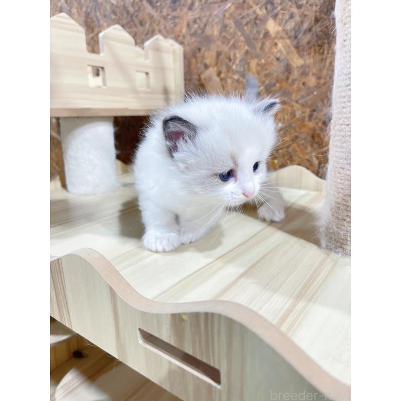 販売中の東京都のラグドール-138190の6枚目