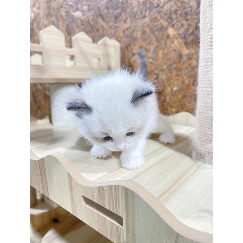 販売中の東京都のラグドール-138190の5枚目