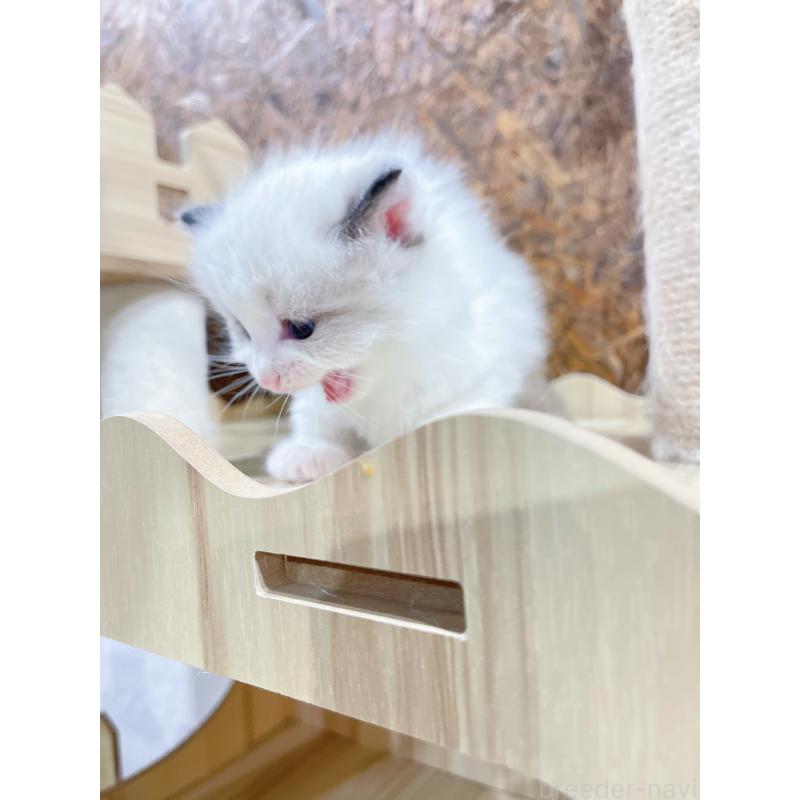 販売中の東京都のラグドール-138190の4枚目