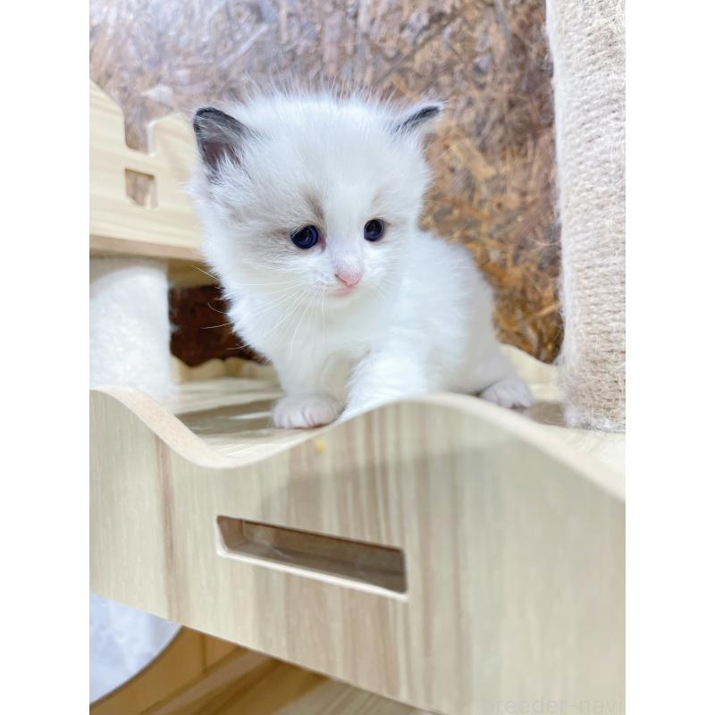 販売中の東京都のラグドール-138190の3枚目