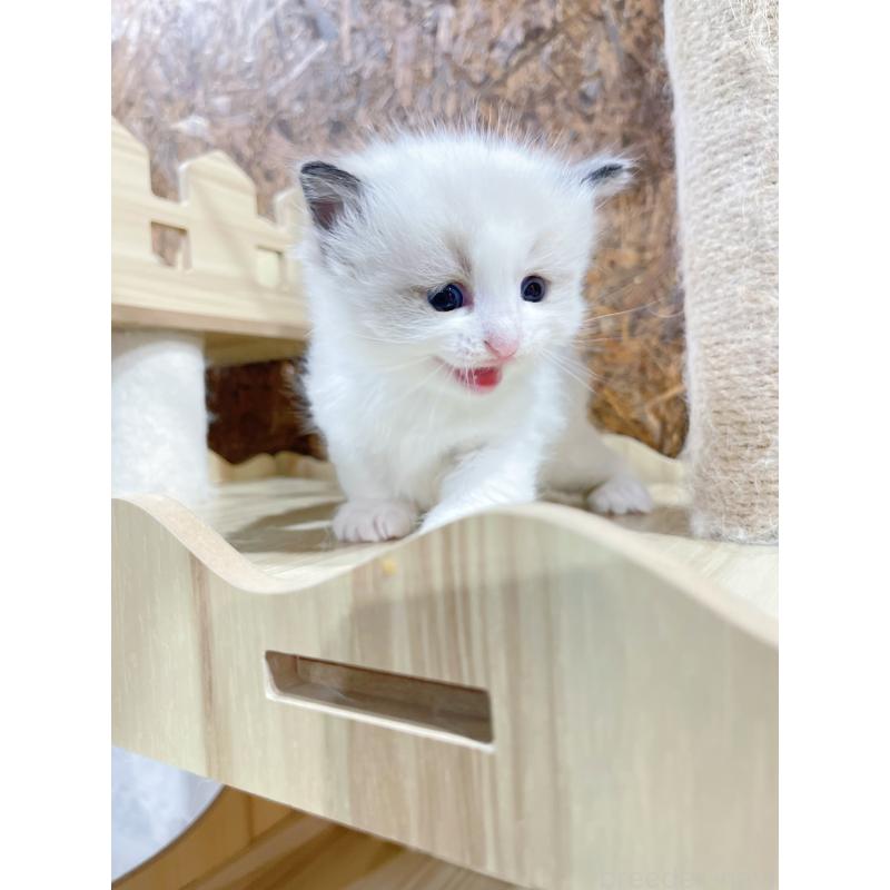 販売中の東京都のラグドール-138190の2枚目