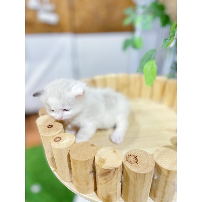 販売中の東京都のラグドール-138191の7枚目