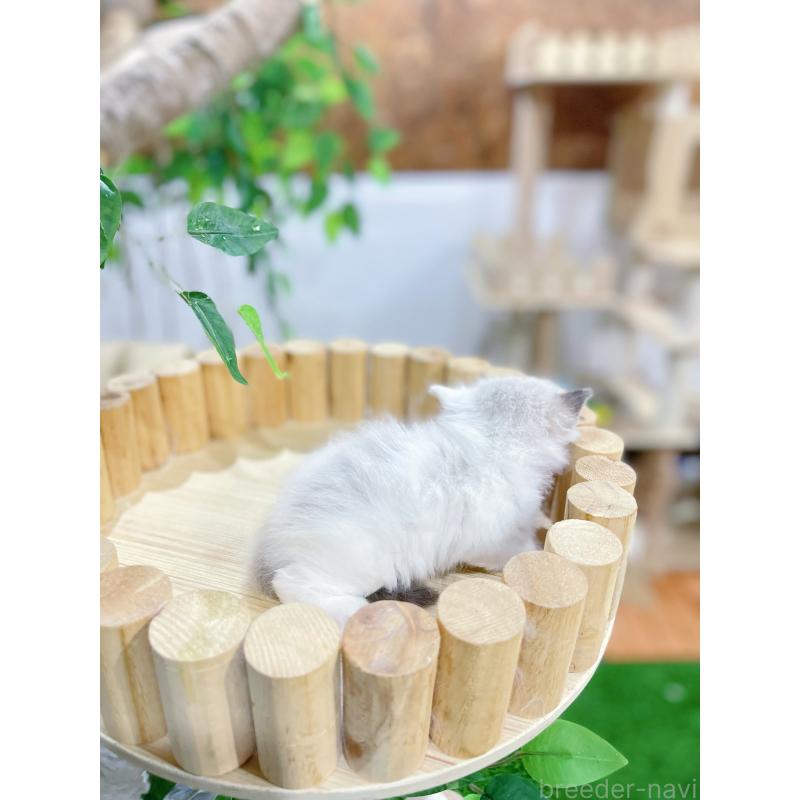 販売中の東京都のラグドール-138191の6枚目