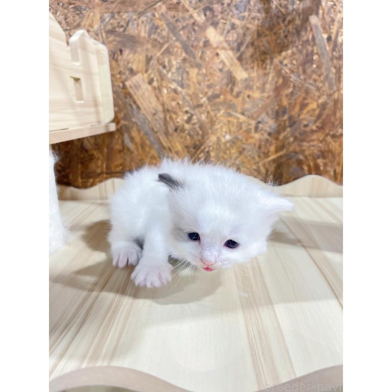 販売中の東京都のラグドール-138191の5枚目