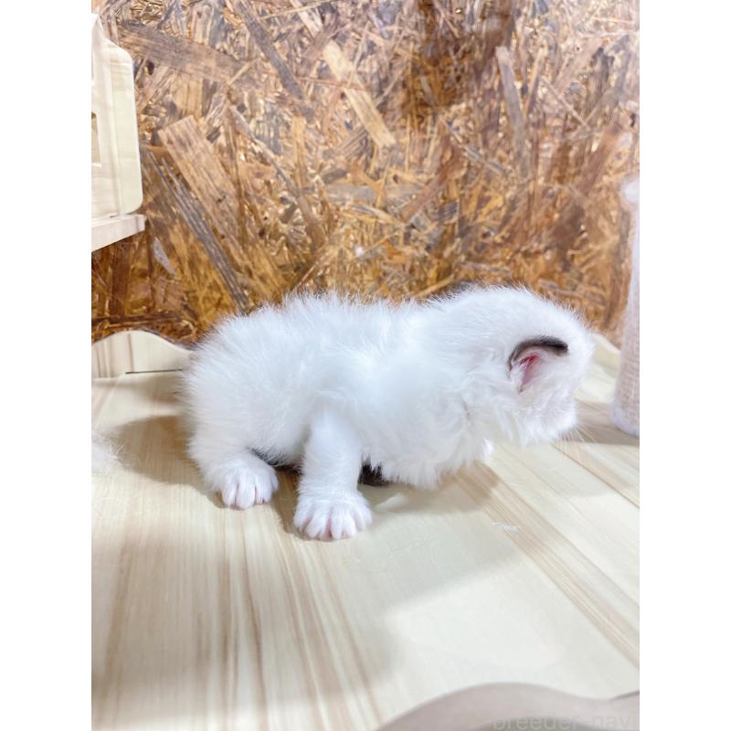 販売中の東京都のラグドール-138191の4枚目