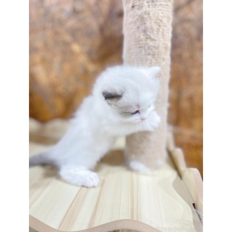 販売中の東京都のラグドール-138191の2枚目