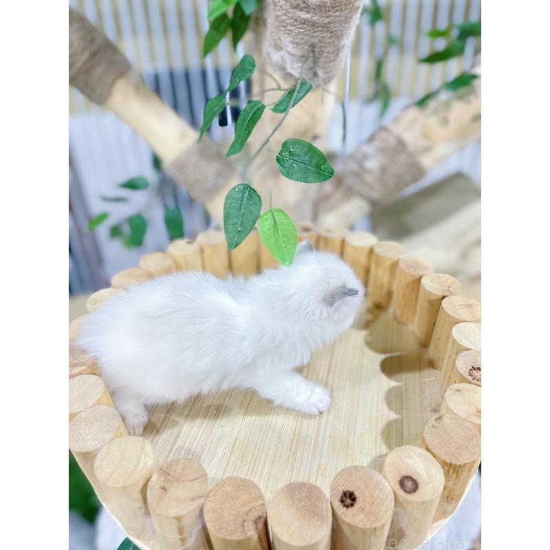 販売中の東京都のラグドール-138192の8枚目