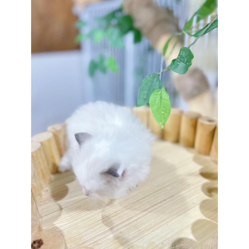 販売中の東京都のラグドール-138192の7枚目