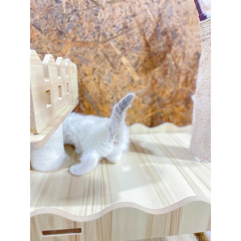 販売中の東京都のラグドール-138192の6枚目