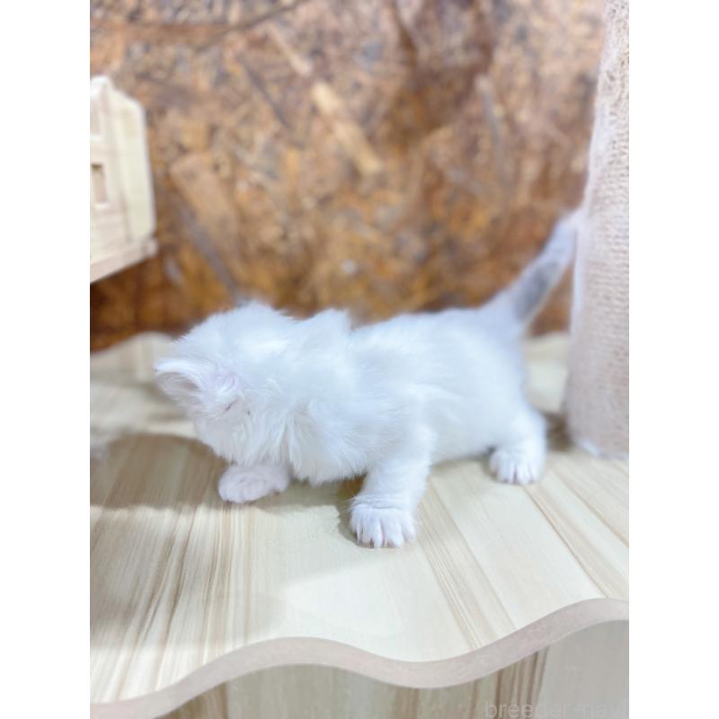 販売中の東京都のラグドール-138192の5枚目