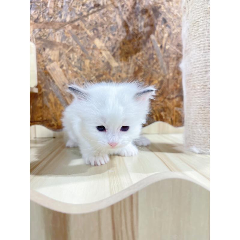 販売中の東京都のラグドール-138192の4枚目