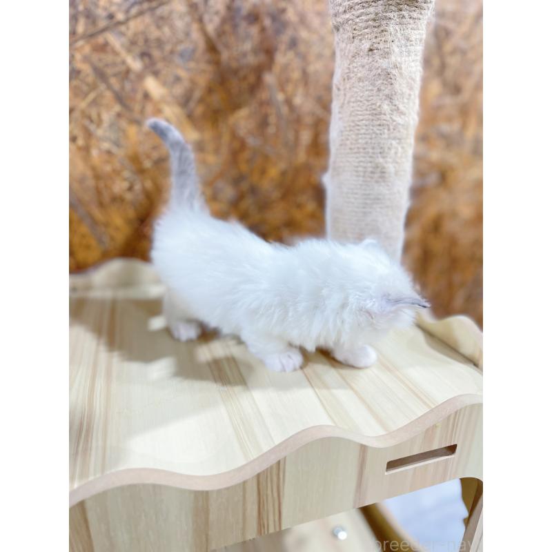 販売中の東京都のラグドール-138192の2枚目