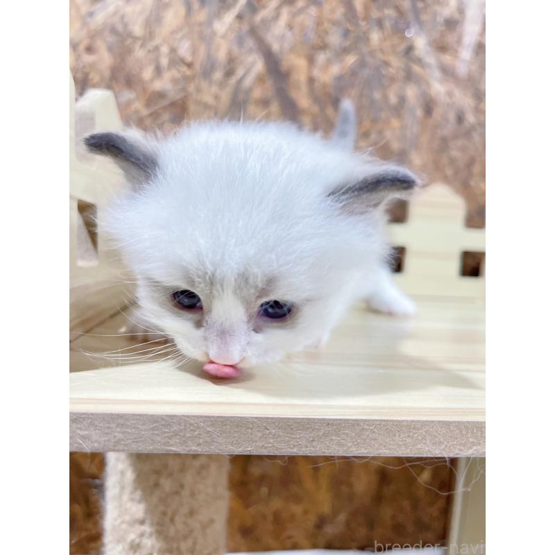 販売中の東京都のラグドール-138193の8枚目