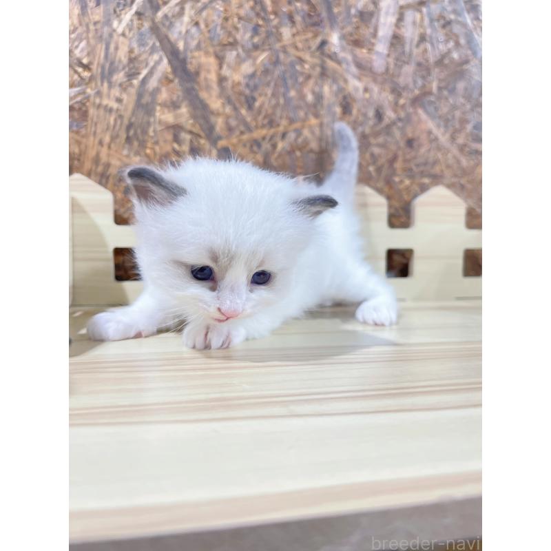 販売中の東京都のラグドール-138193の7枚目