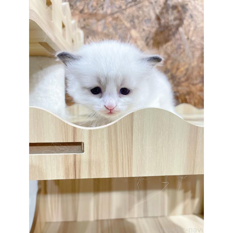 販売中の東京都のラグドール-138193の6枚目