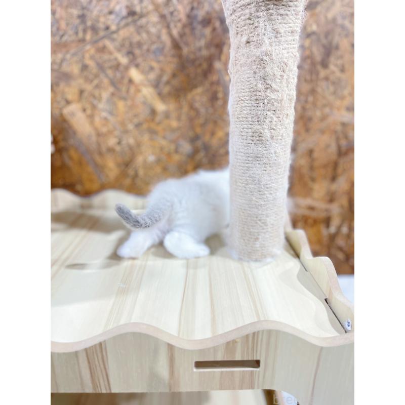 販売中の東京都のラグドール-138193の4枚目