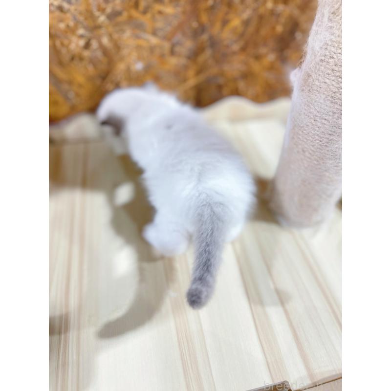 販売中の東京都のラグドール-138193の3枚目