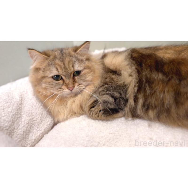 販売中の長野県のミヌエット-131668の7枚目