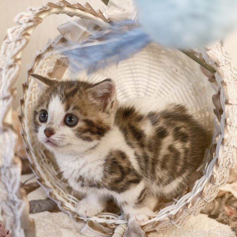 販売中の埼玉県のミヌエット-137693