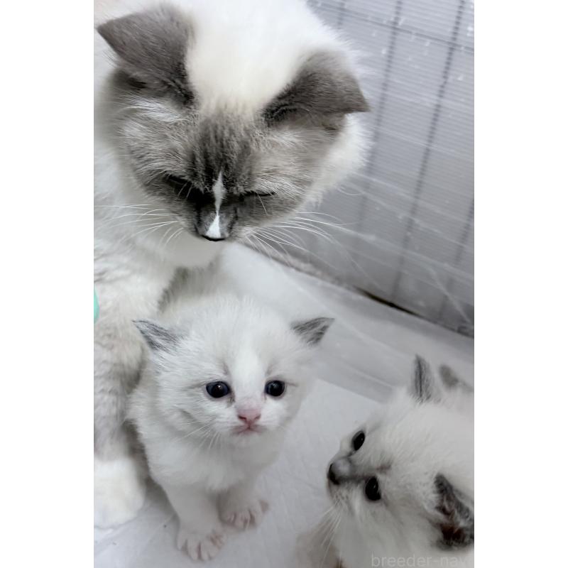 販売中の千葉県のラグドール-138126の3枚目