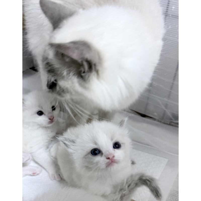 販売中の千葉県のラグドール-138126の2枚目