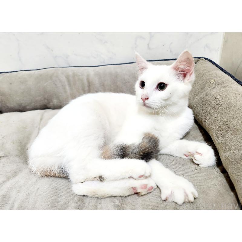 販売中の北海道のミックス-132736の2枚目