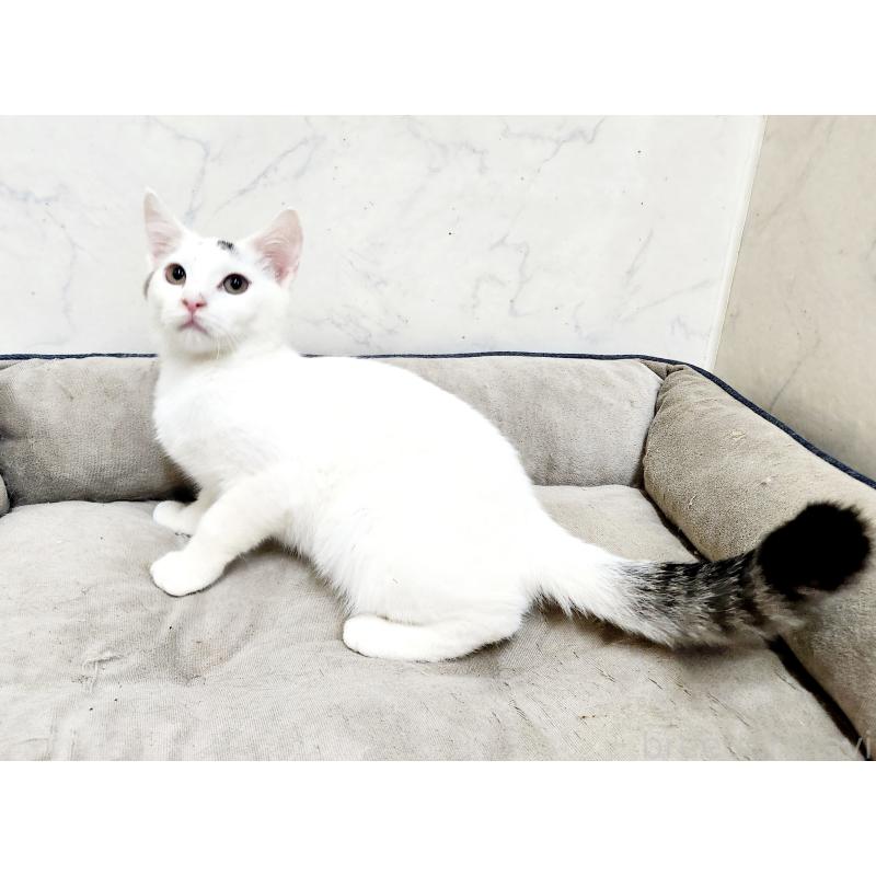 販売中の北海道のミックス-132735の2枚目