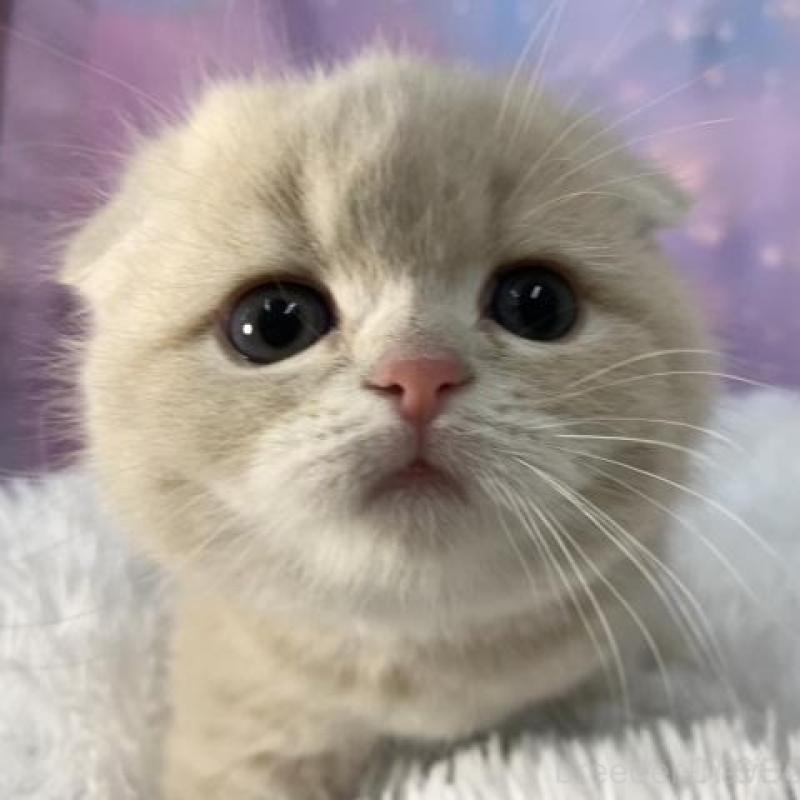 販売中の大阪府のスコティッシュフォールド(折れ耳)-138240の6枚目