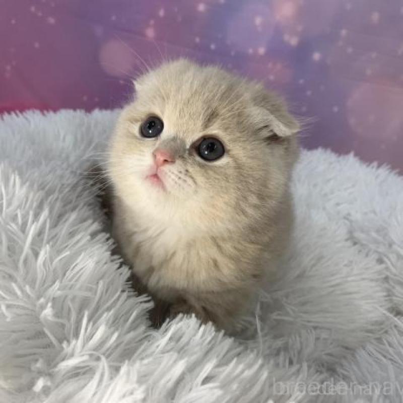 販売中の大阪府のスコティッシュフォールド(折れ耳)-138240の5枚目