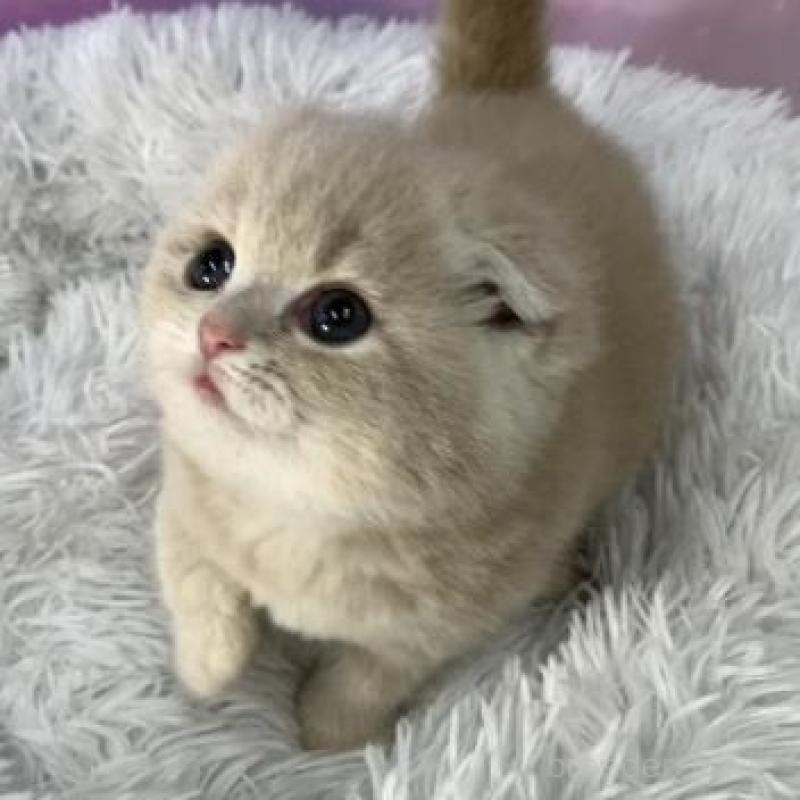 販売中の大阪府のスコティッシュフォールド(折れ耳)-138240の4枚目