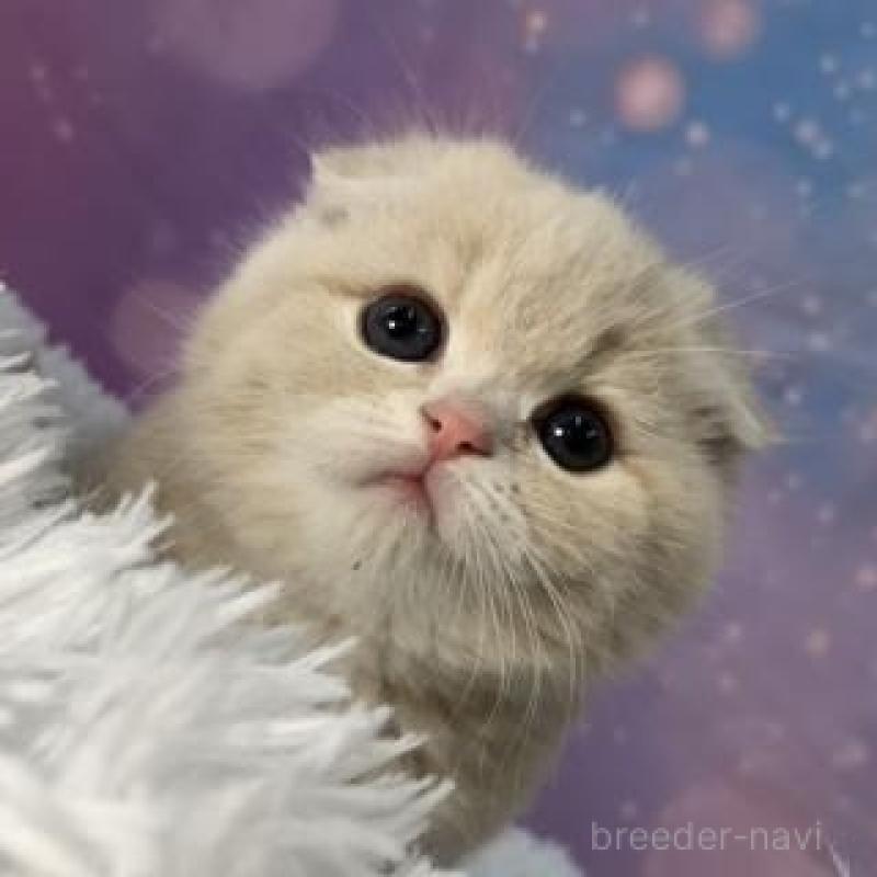 販売中の大阪府のスコティッシュフォールド(折れ耳)-138240の3枚目