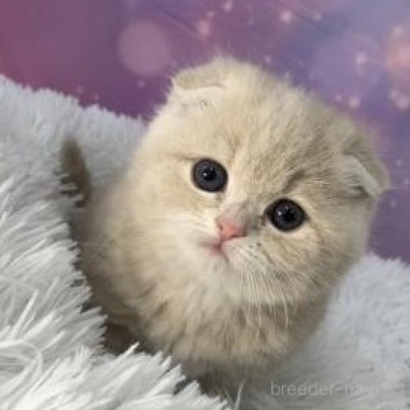 販売中の大阪府のスコティッシュフォールド(折れ耳)-138240の2枚目