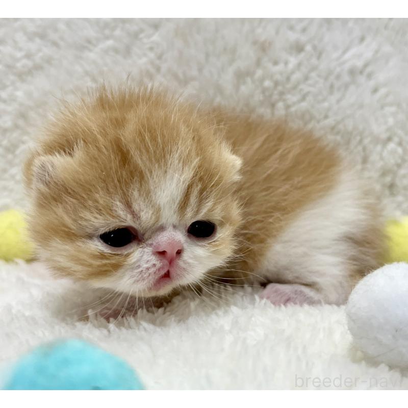 販売中の愛知県のエキゾチックショートヘア-138239の7枚目