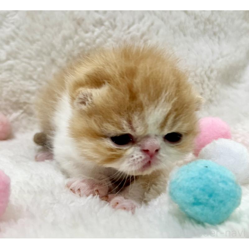 販売中の愛知県のエキゾチックショートヘア-138239の6枚目