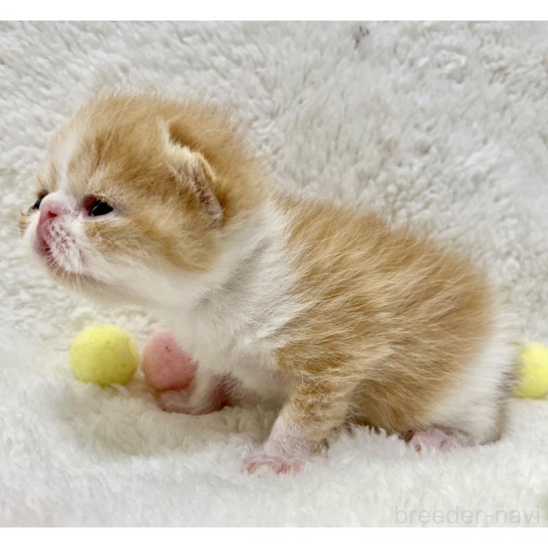 販売中の愛知県のエキゾチックショートヘア-138239の5枚目