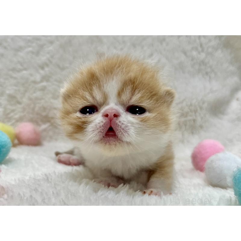 販売中の愛知県のエキゾチックショートヘア-138239の4枚目