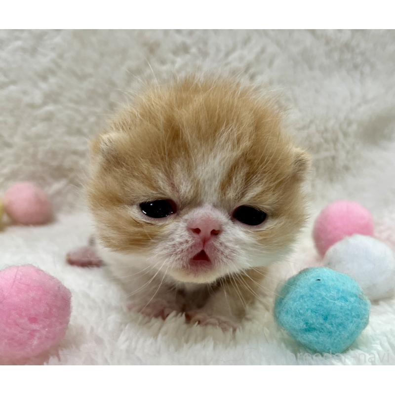 販売中の愛知県のエキゾチックショートヘア-138239の3枚目