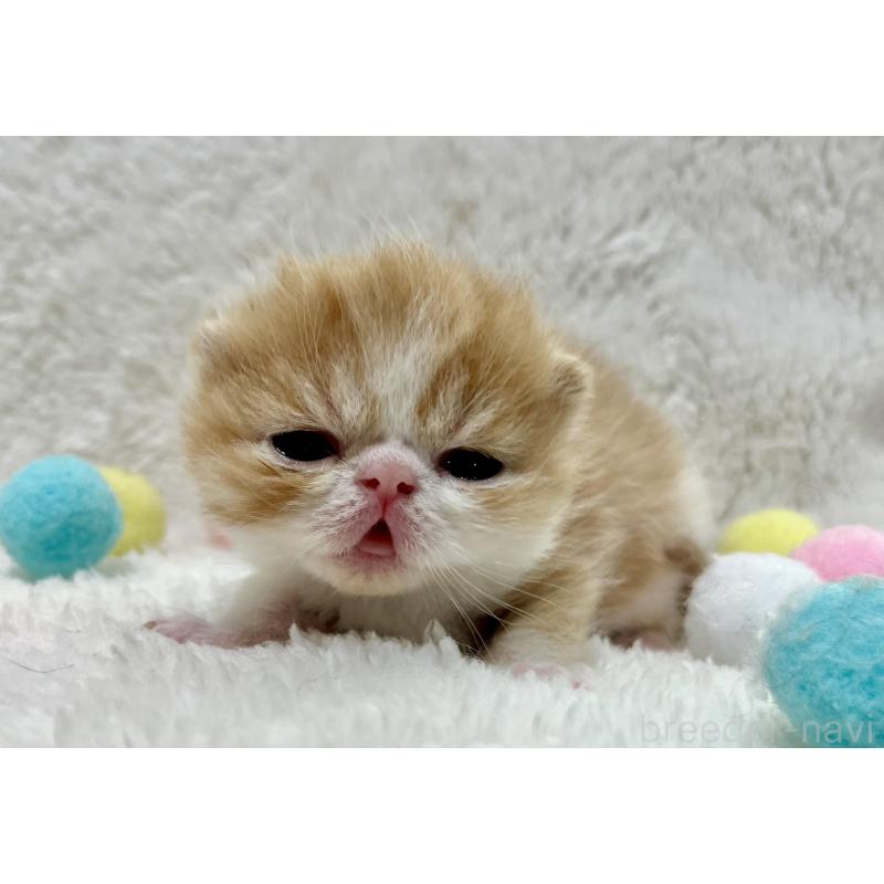 販売中の愛知県のエキゾチックショートヘア-138239の2枚目