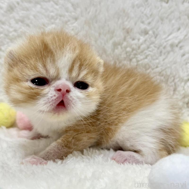 販売中の愛知県のエキゾチックショートヘア-138239の1枚目