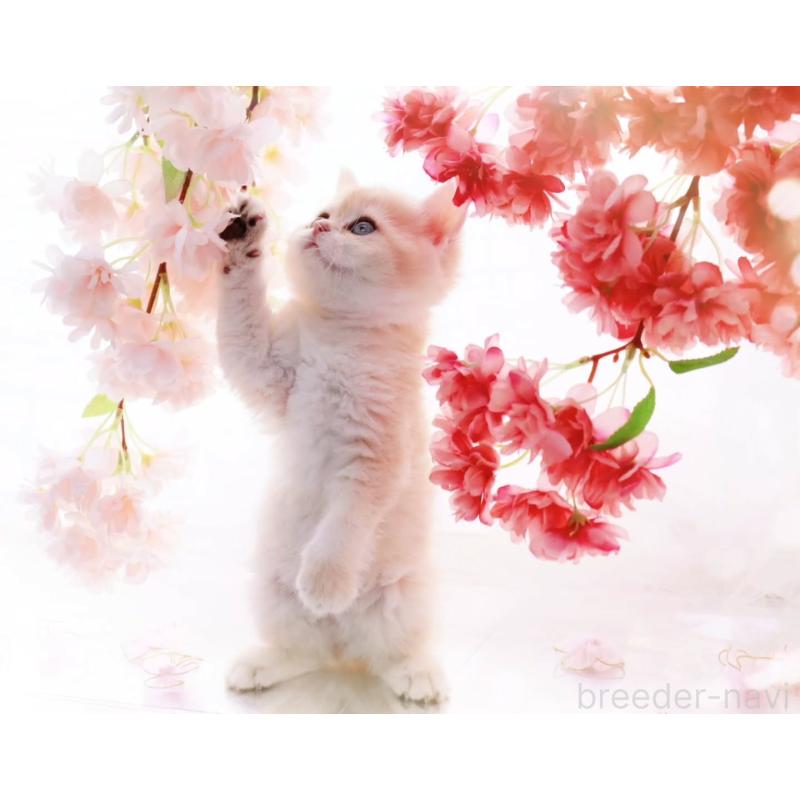 販売中の岐阜県のブリティッシュショートヘア-138241の3枚目