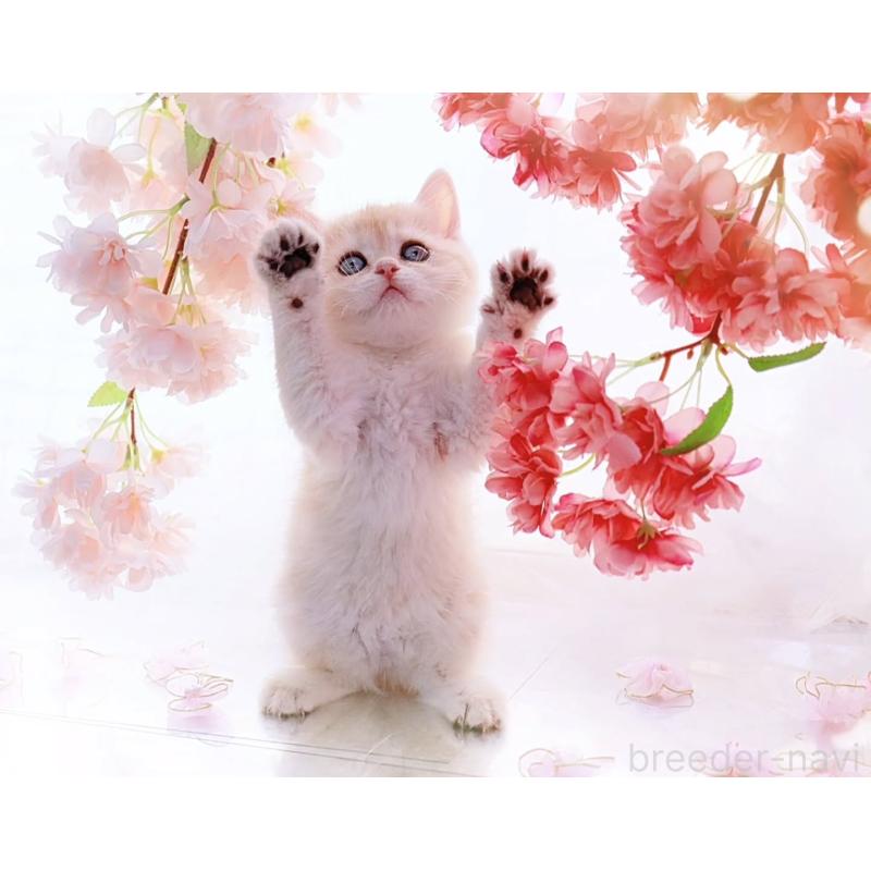 販売中の岐阜県のブリティッシュショートヘア-138241の2枚目