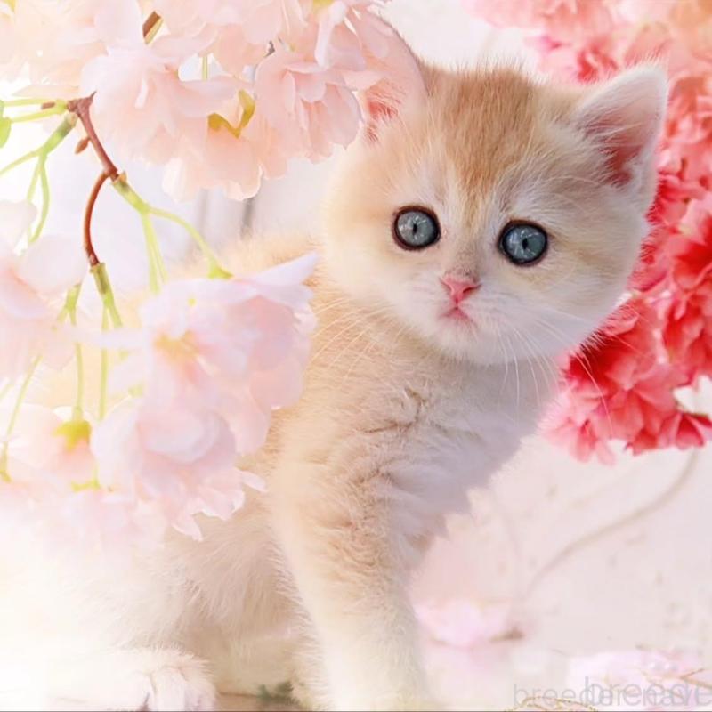 販売中の岐阜県のブリティッシュショートヘア-138241