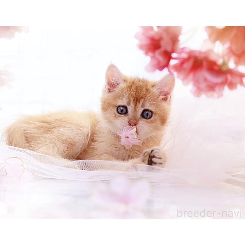 販売中の岐阜県のブリティッシュショートヘア-138242の2枚目