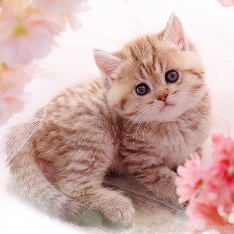 販売中の岐阜県のブリティッシュショートヘア-138243の1枚目