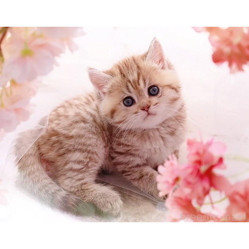 販売中の岐阜県のブリティッシュショートヘア-138243の2枚目