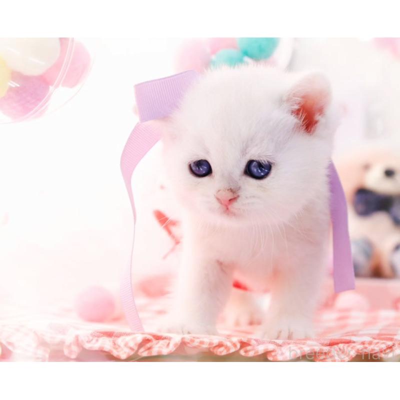 販売中の岐阜県のブリティッシュショートヘア-138244の3枚目