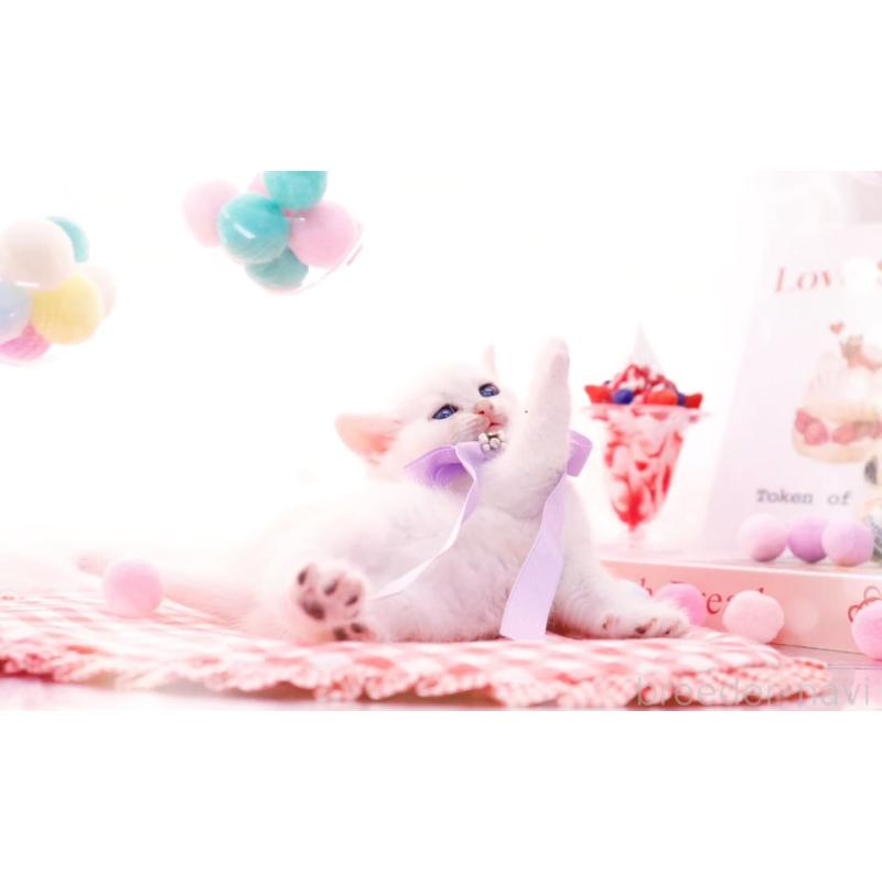 販売中の岐阜県のブリティッシュショートヘア-138244の2枚目