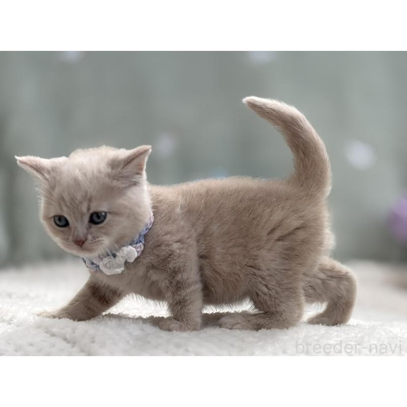 販売中の東京都のマンチカン-138245の10枚目