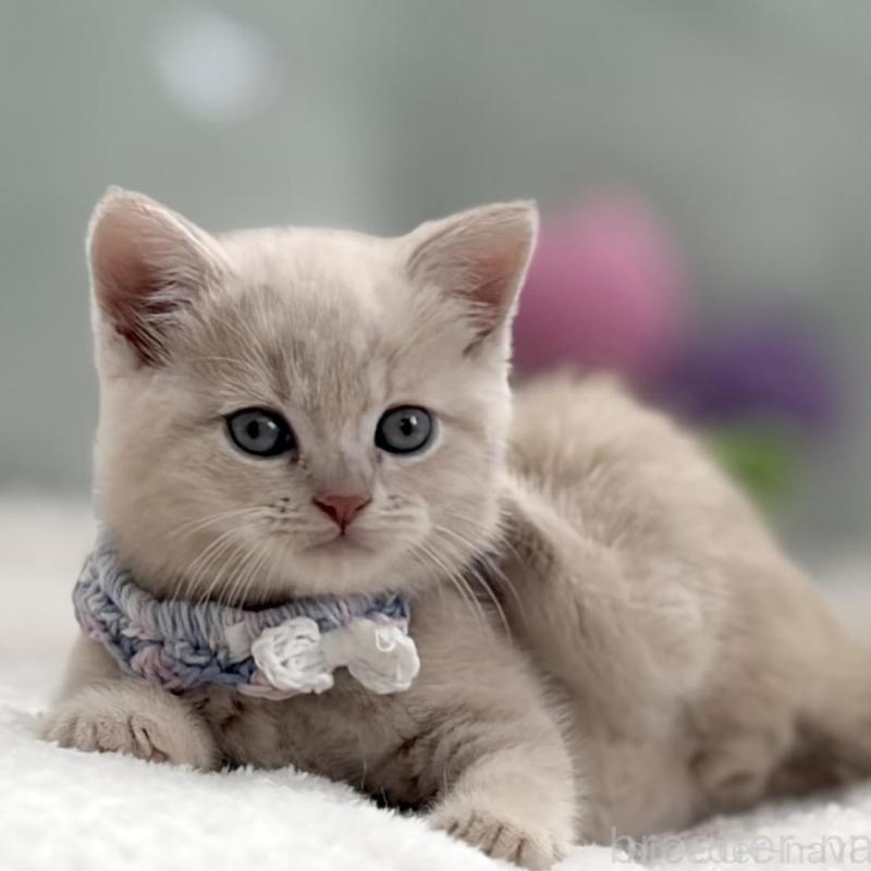 販売中の東京都のマンチカン-138245